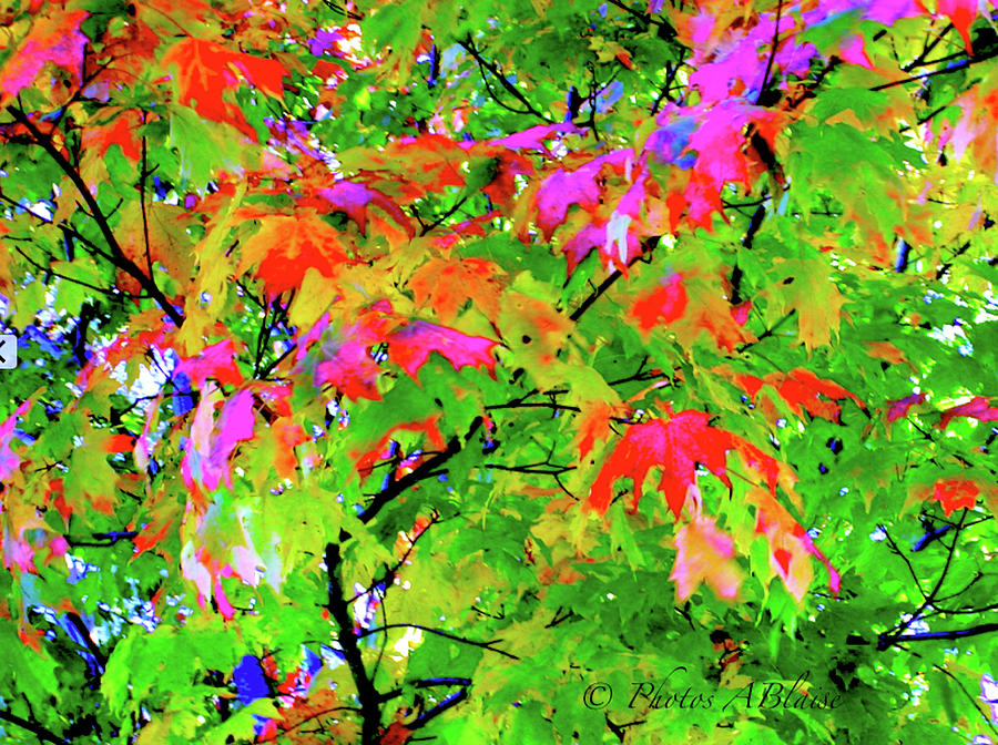 PasteLeaves by Yvonne Blasy PasteLeaves by Yvonne Blasy