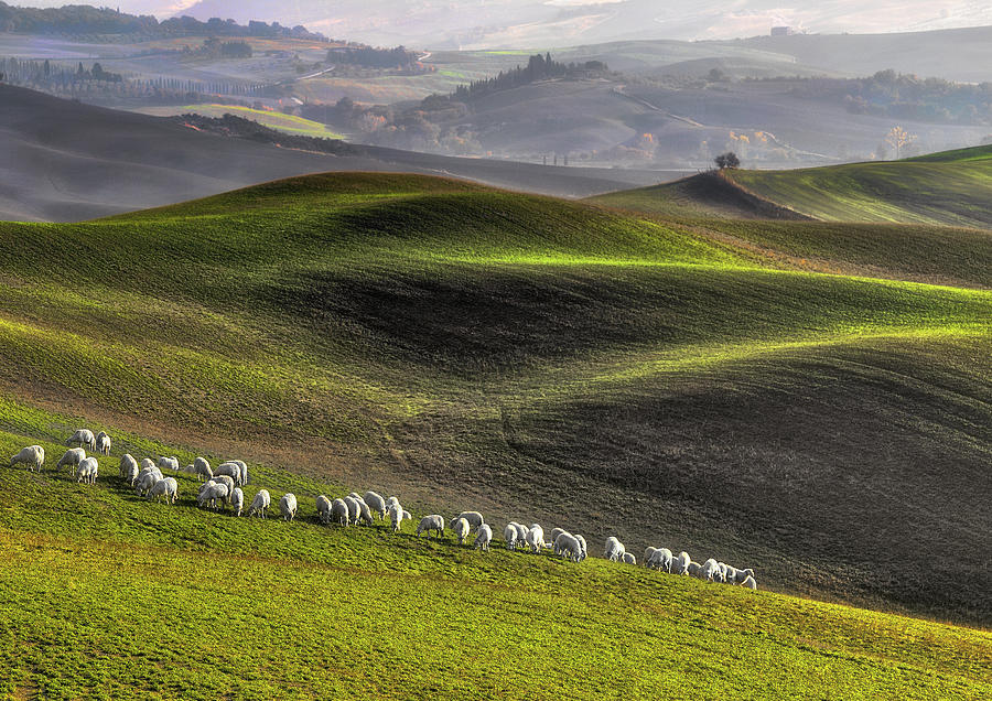 Sheep Photograph - Pastoral by Roman Lipinski 