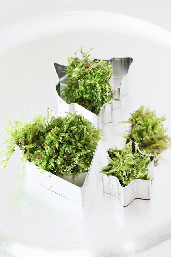 Pastry Cutters Filled With Fresh Moss On Silver Plate Photograph by Johanna Von Aesch