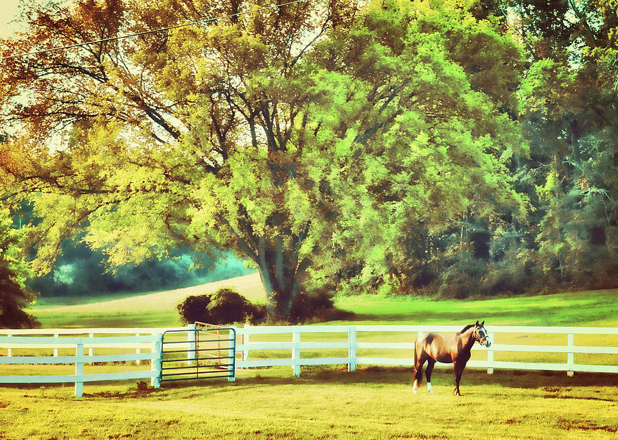 Farm Photograph - Pasture At Dawn by JAMART Photography