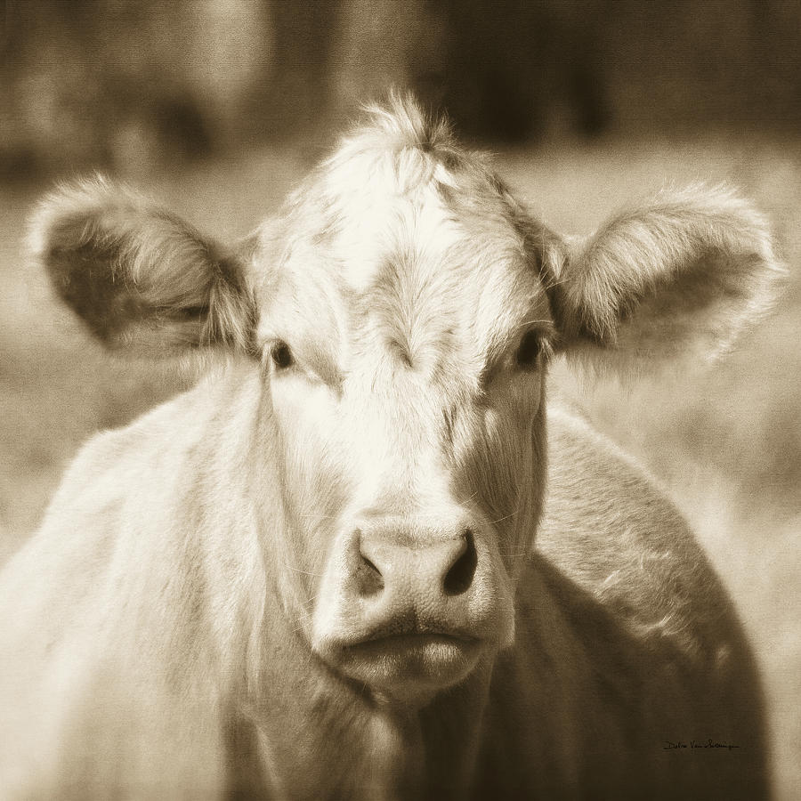 Animal Photograph - Pasture Cow Sepia Sq by Debra Van Swearingen