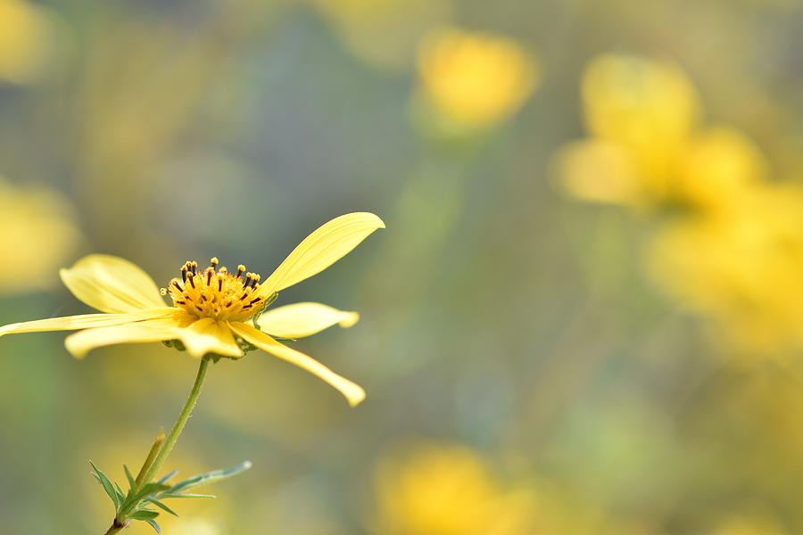 Pasture Flower by Karen Rispin Pasture Flower by Karen Rispin