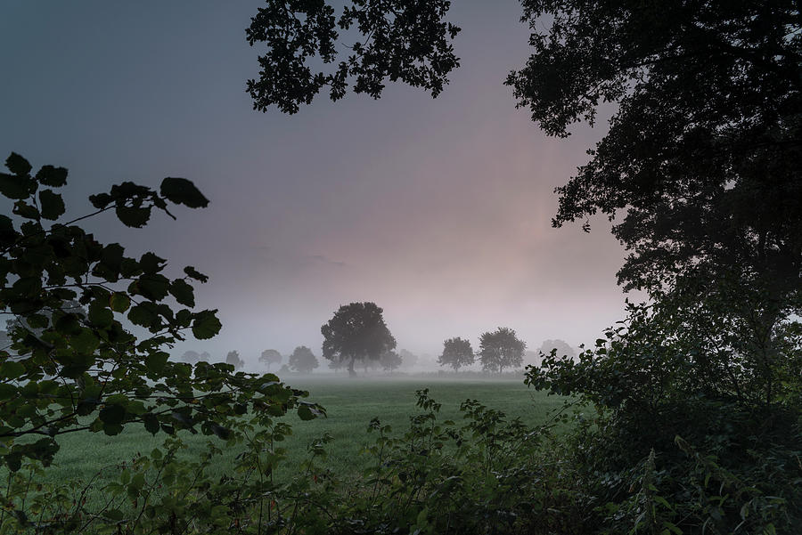 Pasture, Fog, Dawn, Tree, Neuenburg, Zetel Municipal, Friesland District, Lower Saxony, Germany, Europe Photograph by Axel Ellerhorst