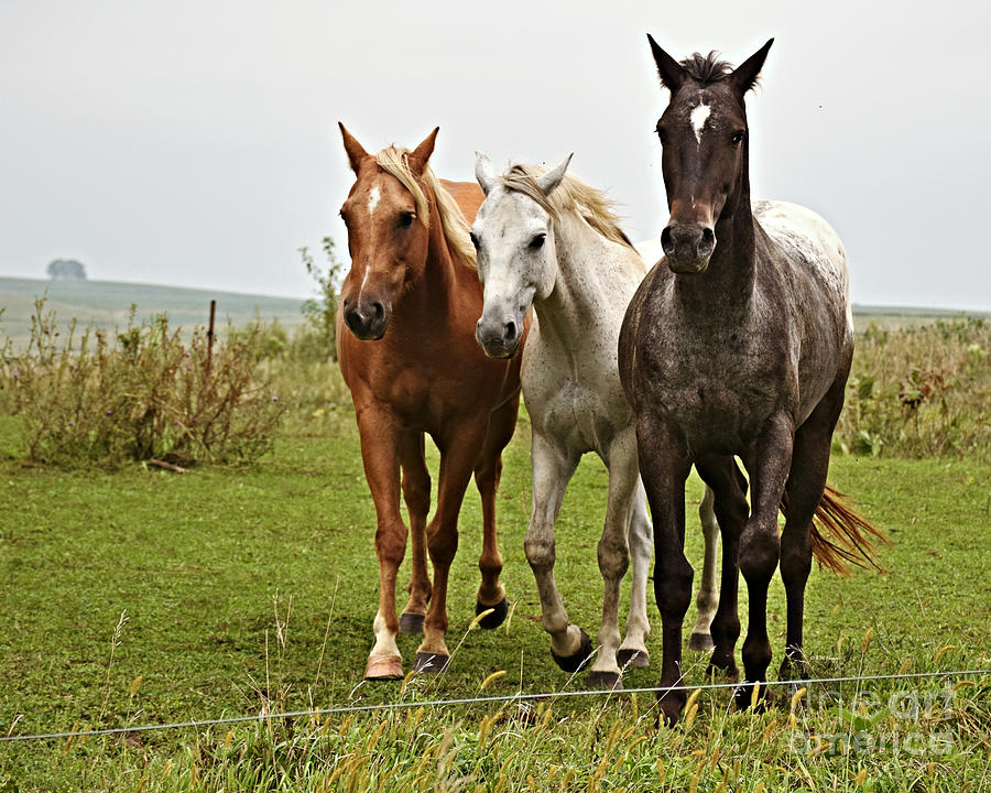 Pasture Friends Photograph by Kathy M Krause