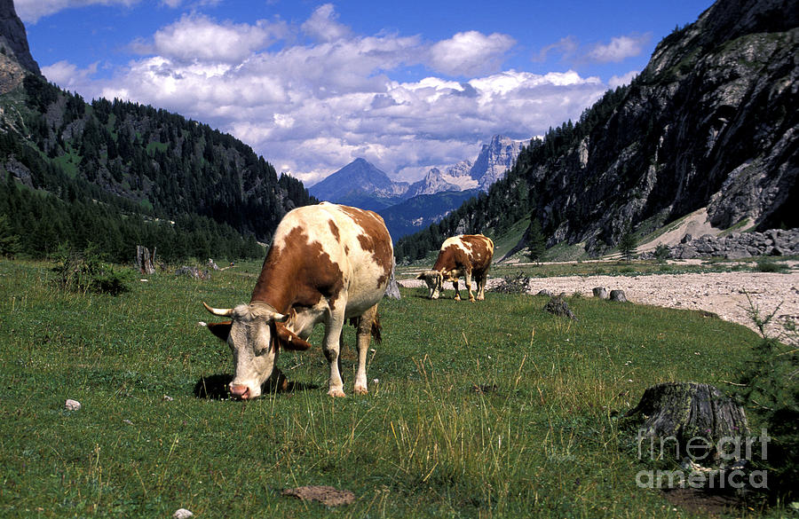 Animal Photograph - Pasture, Marmolada, Veneto And Trentino Alto-adige, Italy by 