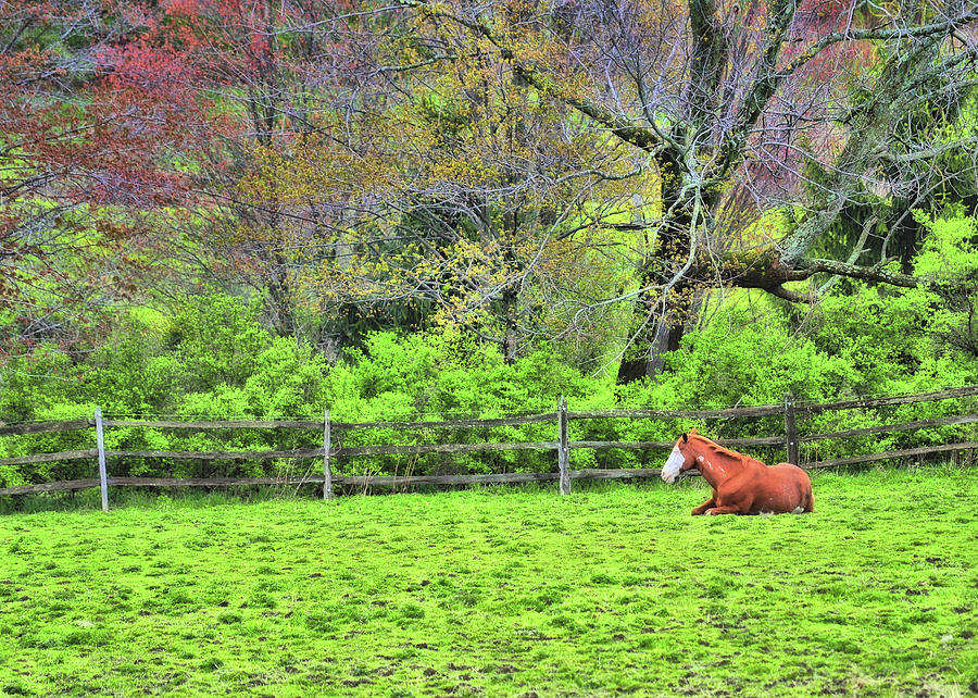 Pasture Napping Photograph by Dressage Design