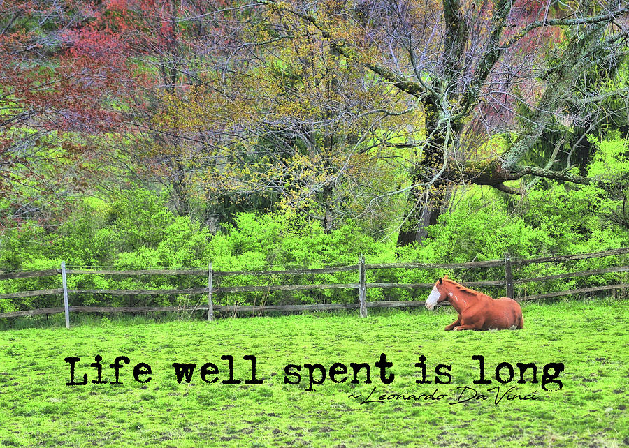PASTURE NAPPING quote Photograph by Dressage Design