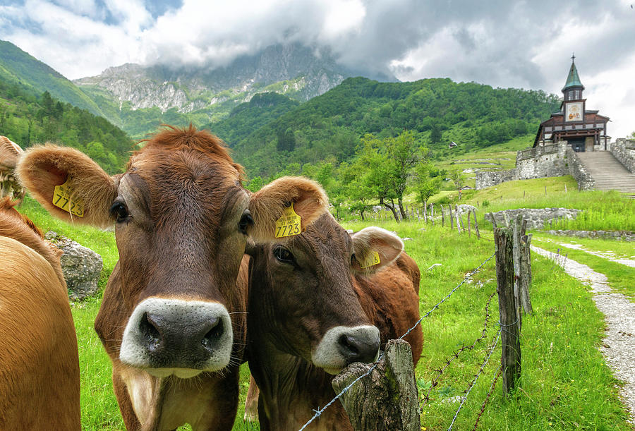 Pasture, Slovenia Digital Art by Franco Cogoli