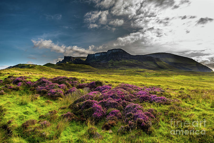Pasture With Blooming Heather In Scenic Mountain Landscape At The Old Man Of Storr Formation On The  Photograph by Andreas Berthold