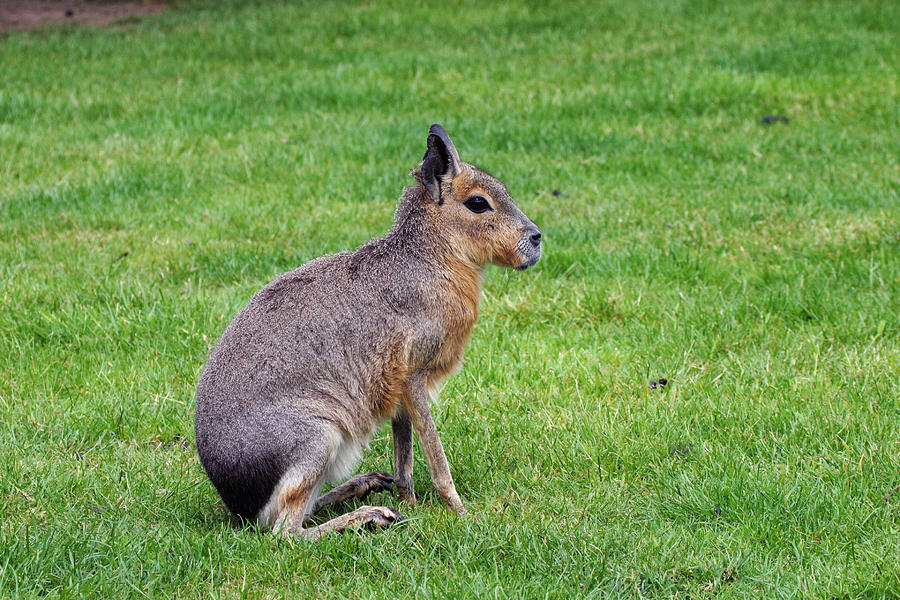 Patagonian Hare Photograph by David Hosking
