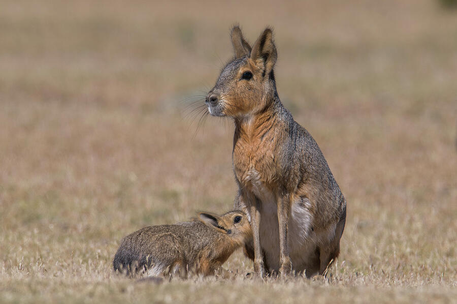 Patagonian Mara / Cavy Suckling Young, Valdes Peninsula Photograph by ...