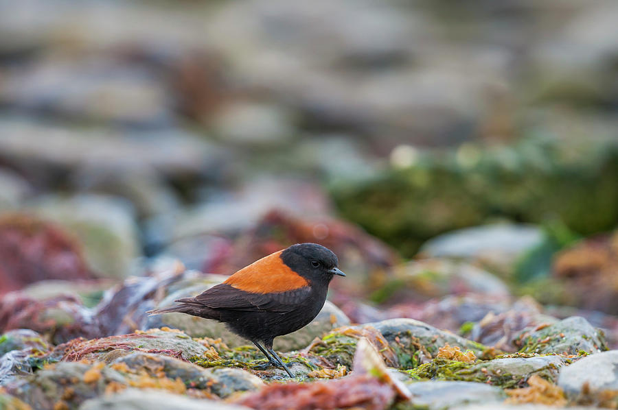 Patagonian Negrito / Austral Negrito, Feeding Along The Photograph by ...