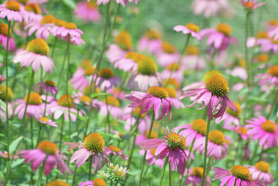 Patch Of Purple Coneflowers Photograph by Linda Trine