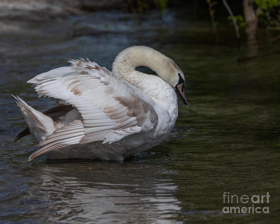 Patchy Swan Photograph by Alma Danison