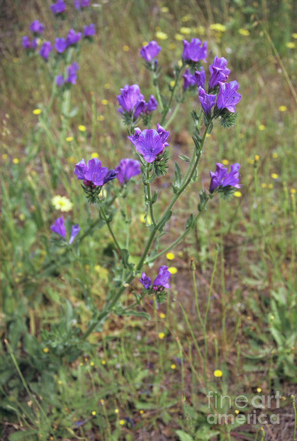 Patersons Curse Flowers Photograph by Science Photo Library Patersons Curse Flowers Photograph by Science Photo Library