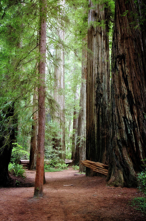 Path Among Giants Photograph by Lana Trussell