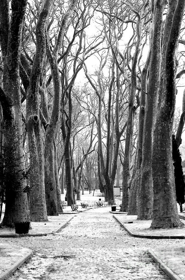 Path at Gulhane Park Istanbul Photograph by John Rizzuto