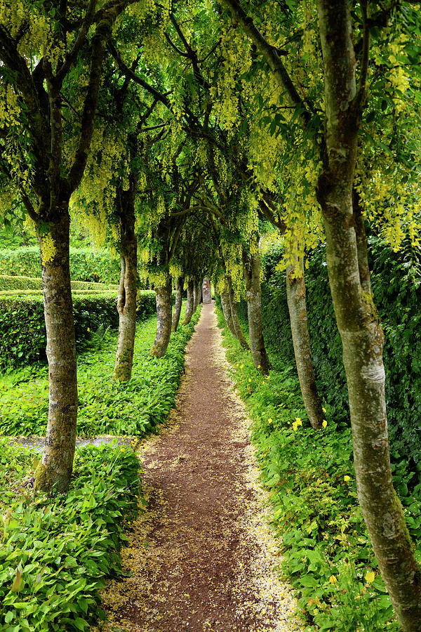 Path at Row of Golden Chain Laburnum trees with hangingyellow fl