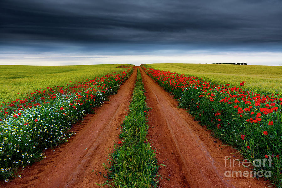 Nature Photograph - Path Between Fields by Vicente Sargues Nature Photograph - Path Between Fields by Vicente Sargues