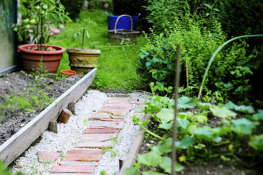 Path Between Vegetable Beds In Garden Photograph by Tanja Major