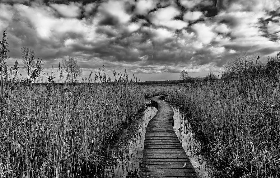 Nature Photograph - Path by Christian Delvaux
