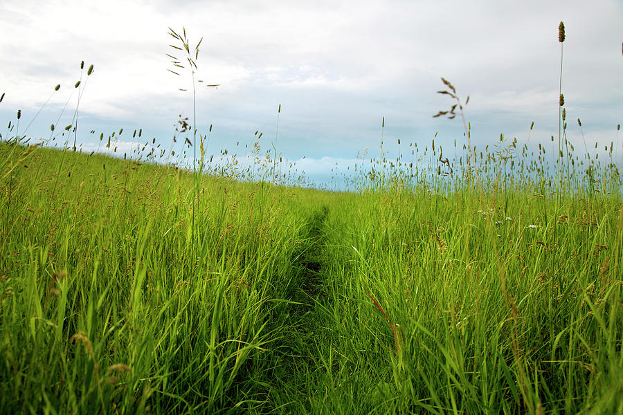 Path Cut Through Field Of Tall Grass Photograph by Lori Andrews