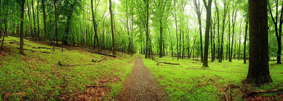 Path Deep In The Woods Photograph by Photographer3431
