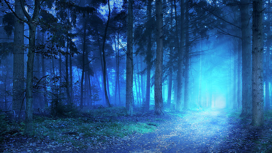 Path In A Dark And Foggy Forest At Dawn Photograph by Sara winter