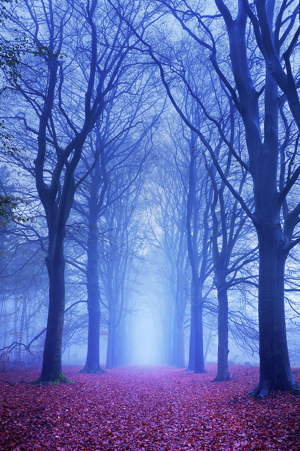 Path In A Dark And Foggy Forest In The Photograph by Sara winter