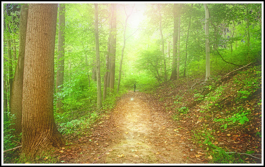 Path in a Pennsylvania Forest, Early Autumn Photograph by A Macarthur Gurmankin
