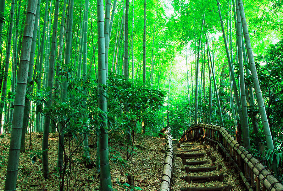 Path In Bamboo Forest Photograph by Ooyoo