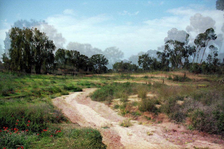 Landscape Photograph - Path in Beeri nature reserve by Dubi Roman