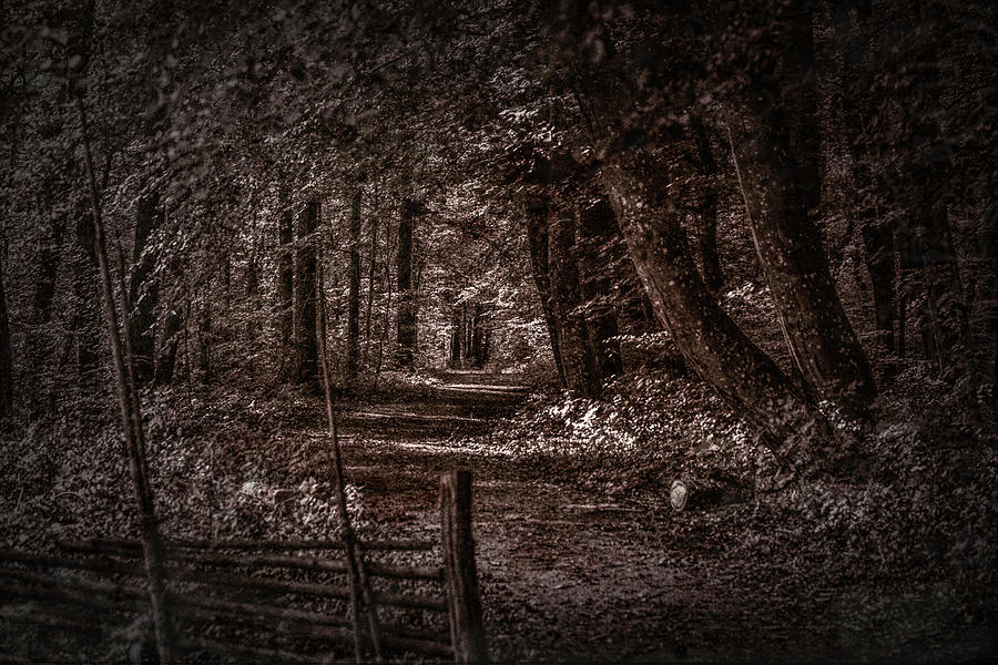 Path In Forest #i0 Photograph by Leif Sohlman