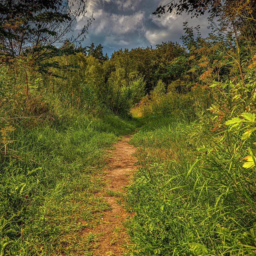 Path In Greenary #i0 Photograph by Leif Sohlman