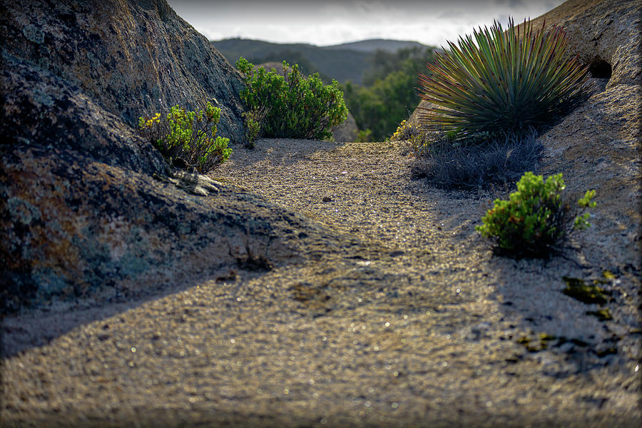 Path in the High Desert Photograph by Debra Kewley