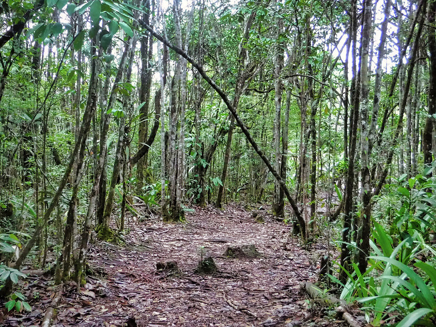 Path in the jungle, horizontal Photograph by Sylvain Beauregard - Fine ...