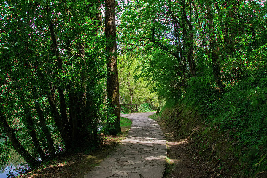 Path in the woods II Photograph by Guillermo Lizondo | Fine Art America