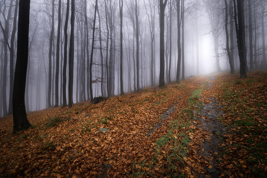 Path Into The Fog Photograph by Tom Pavlasek