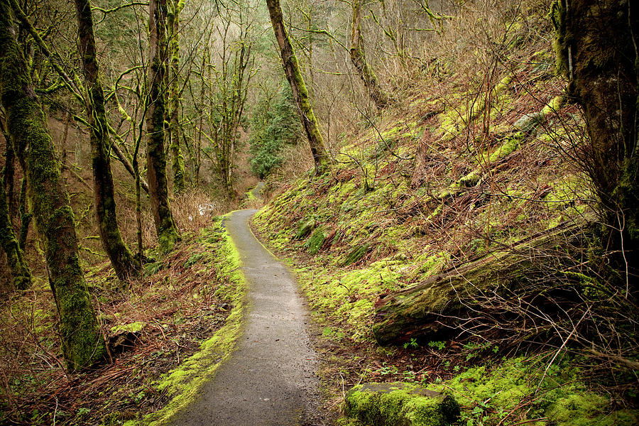 Path Leading Through A Mossy Forest by Jordan Siemens