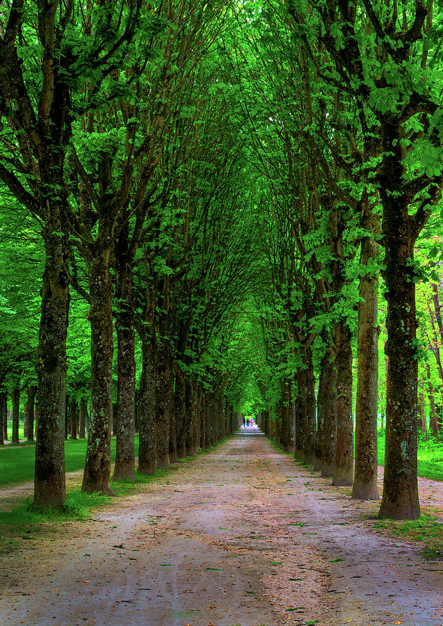 Path Lined With Tall Chestnut Trees Photograph by Elfi Kluck