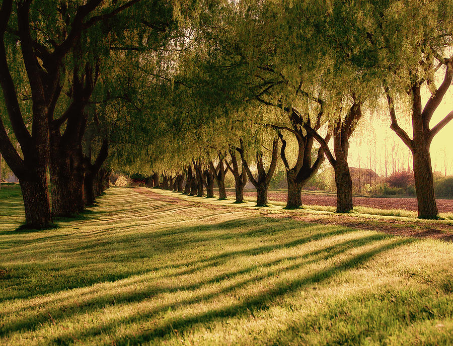 Path Lined With Willow Trees In Shadows Photograph by Janice Lin
