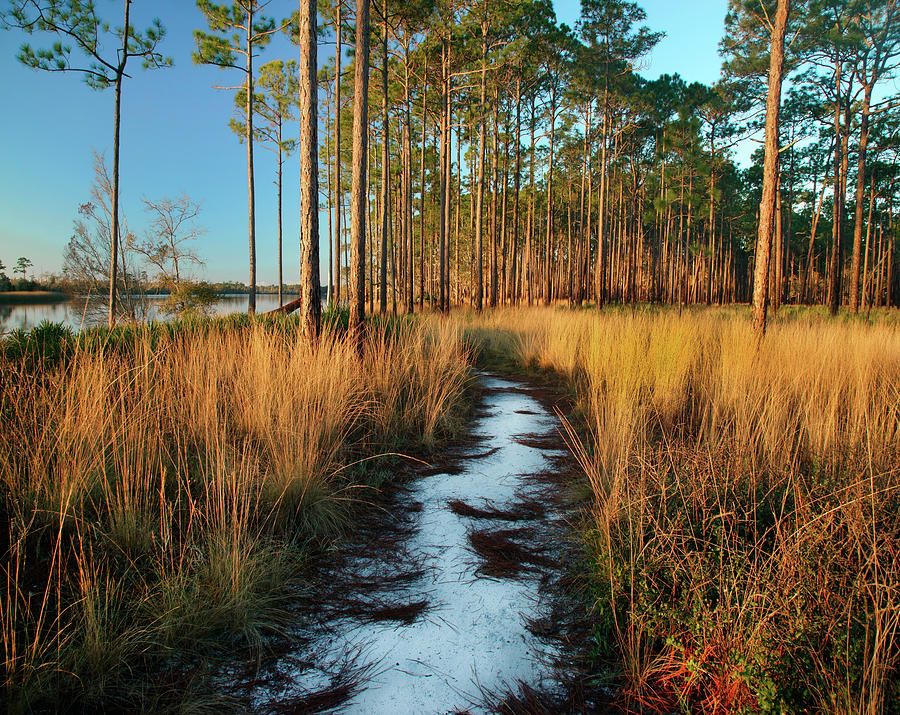 Path Near Marsh, Saint George Island, Florida Photograph by Tim Fitzharris