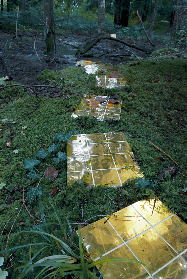 Path Of Golden Tiled Panels On Mossy Woodland Floor Photograph by Matteo Manduzio