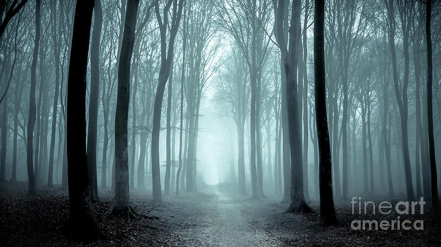 Path Through A Misty Forest Photograph by Sjo