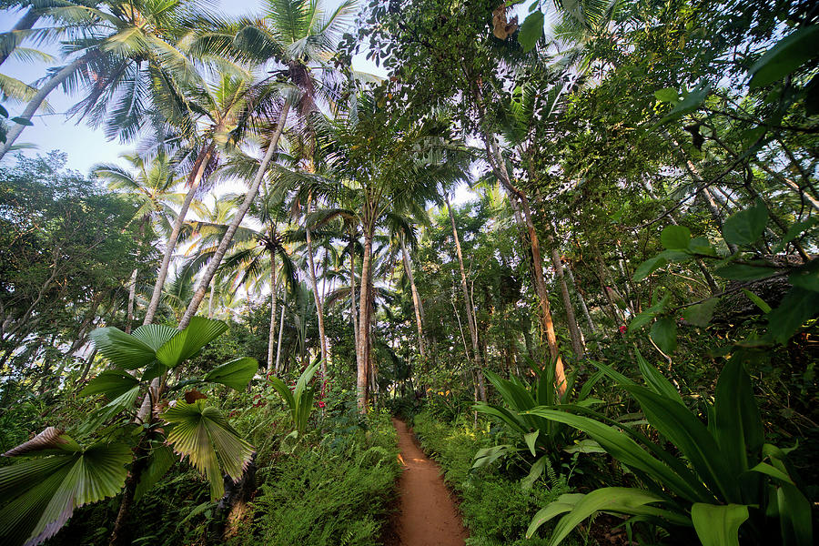 Path Through A Tropical Forest South Of Thiruvananthapuram, Kerala, India Photograph by Michael Boyny