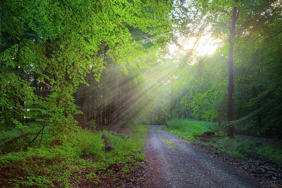 Path Through Beech Forest With Sunrays Photograph by Anne Heine - Fine ...