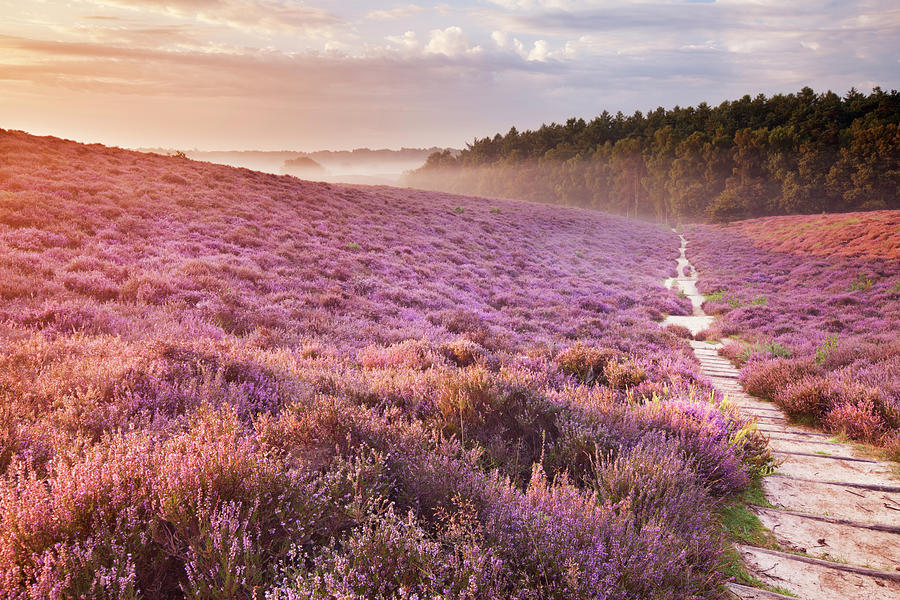 Path Through Blooming Heather At Photograph by Sara winter