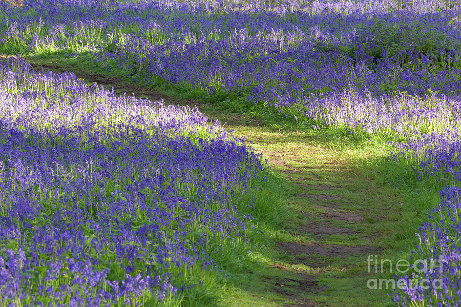Path through bluebell woodland in spring Photograph by Simon Bratt