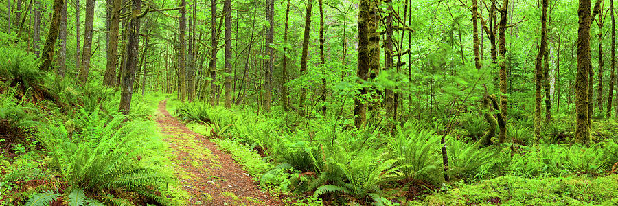 Path Through Lush Rainforest, Columbia Photograph by Sara winter