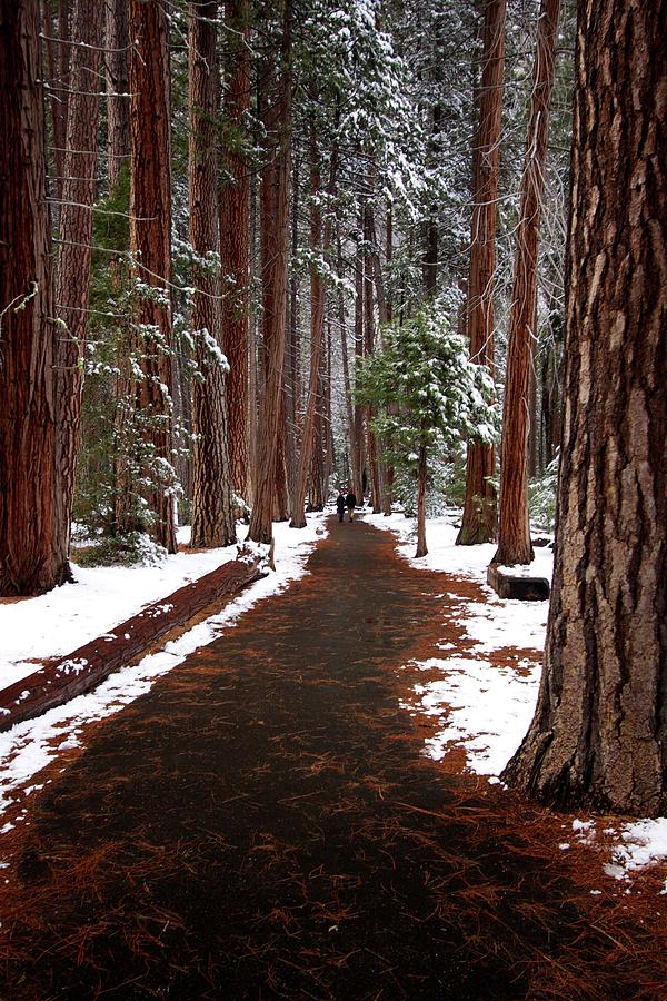 Path Through Ponderosa Pines Of Photograph by Benjamin F. Hall